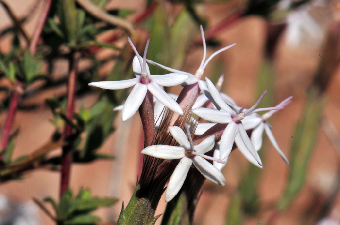 Bigelow's Bristlehead has brilliant white discoid flowers (only 3 to 4 flowers per head) with purplish throats. Note in the photograph that the corollas each have 5 pointed lobes with exserted stamens and numerous fine bristles surrounding the petal lobes. Carphochaete bigelovii 